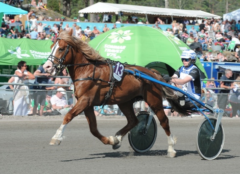 Lukas Rauen är en av sex uppsittningar på V75 för Magnus A Djuse. Foto av Claes Kärrstrand TR Bild